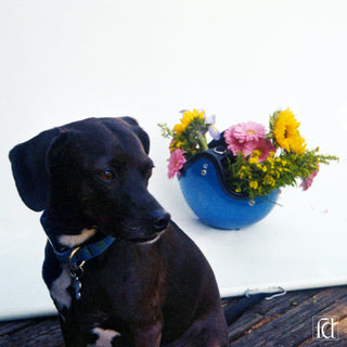 TV Star - Texas Relation